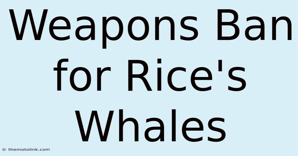 Weapons Ban For Rice's Whales